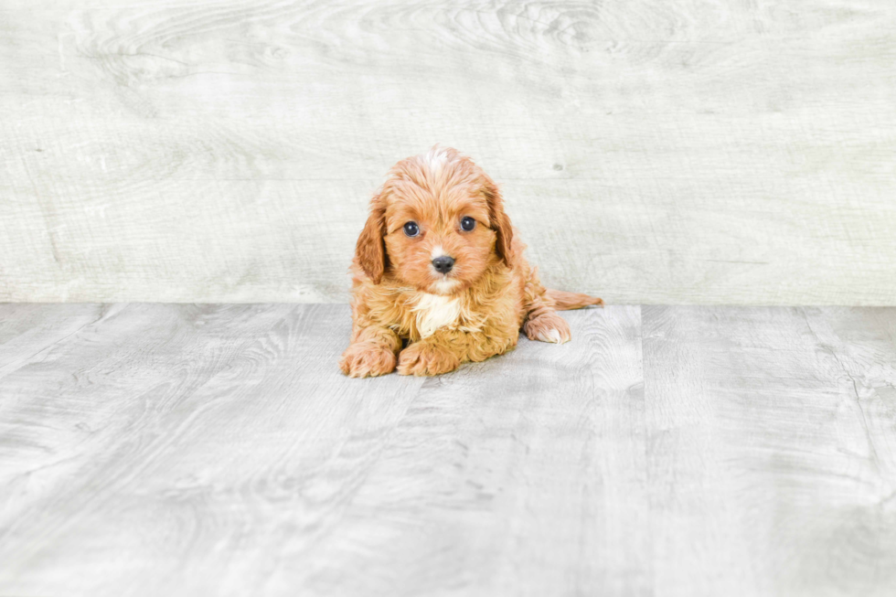 Energetic Cavoodle Poodle Mix Puppy