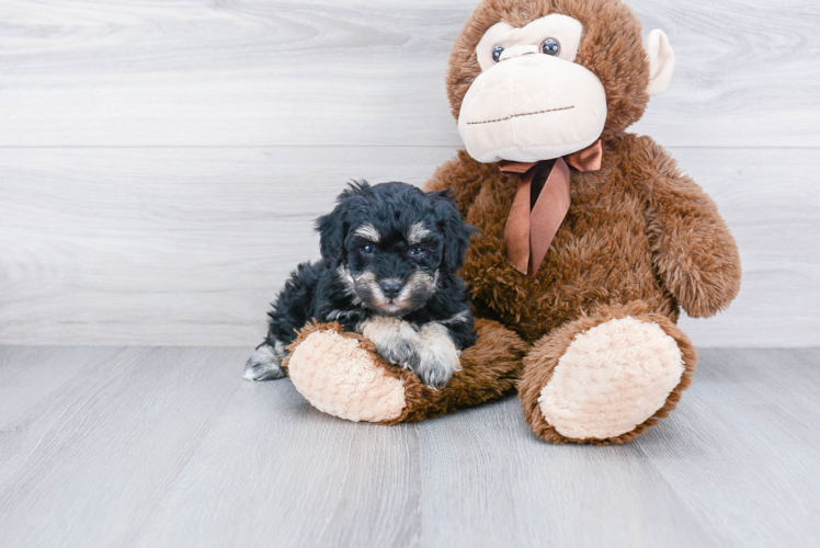 Best Maltipoo Baby