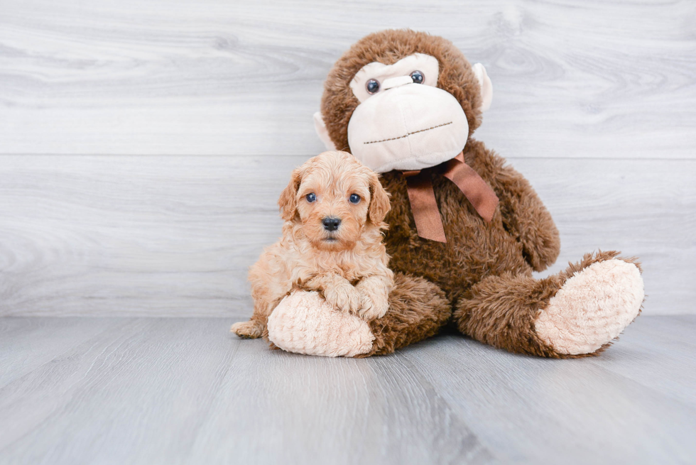 Cavapoo Pup Being Cute