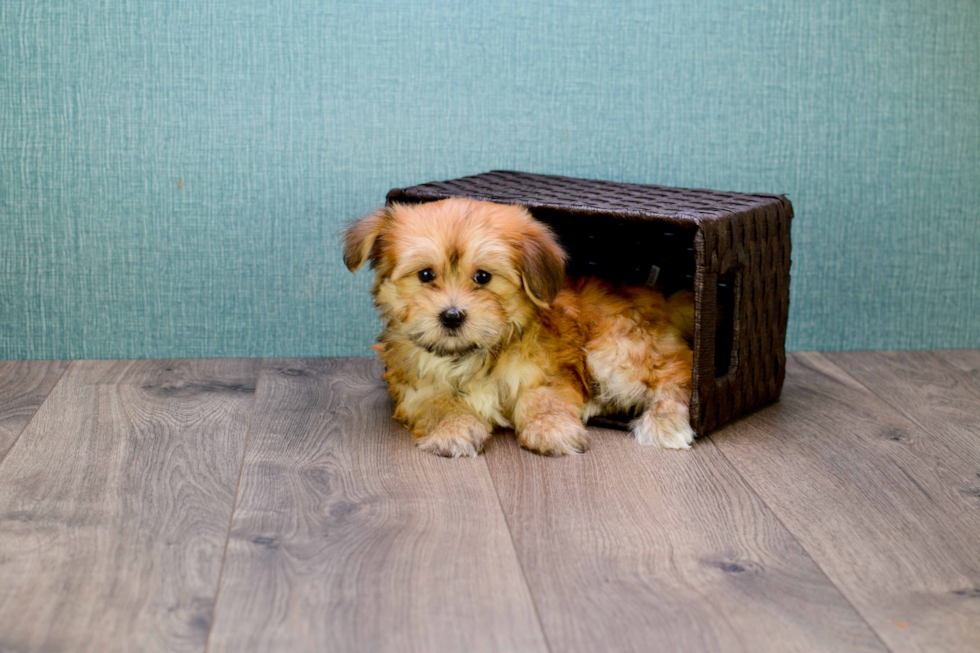 Morkie Puppy for Adoption