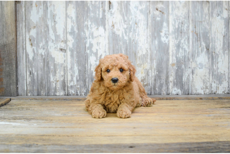 Sweet Mini Goldendoodle Baby