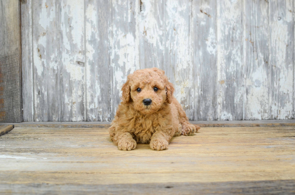 Sweet Mini Goldendoodle Baby