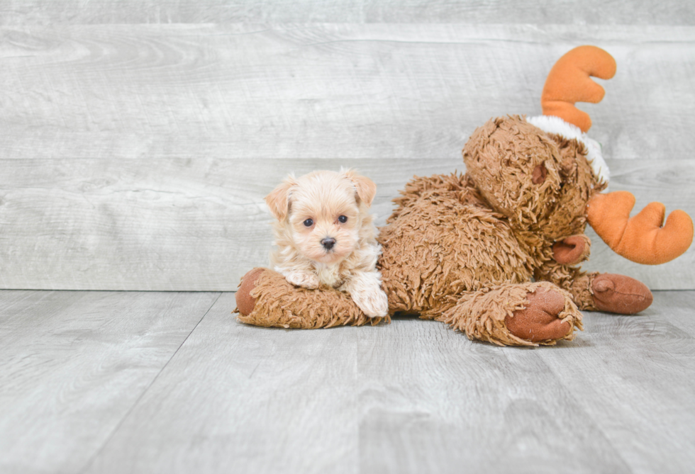 Best Maltipoo Baby