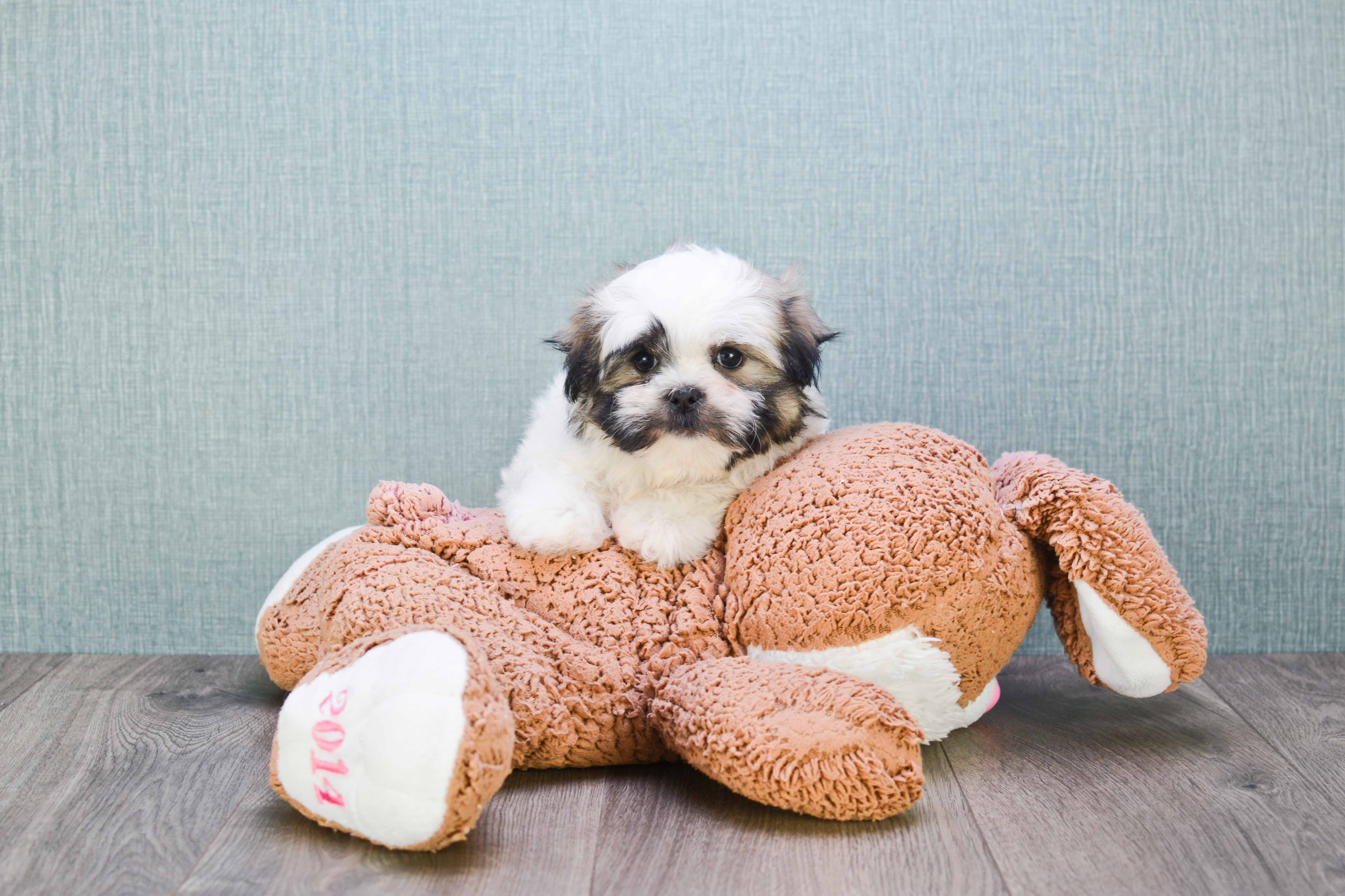 Best Teddy Bear Baby