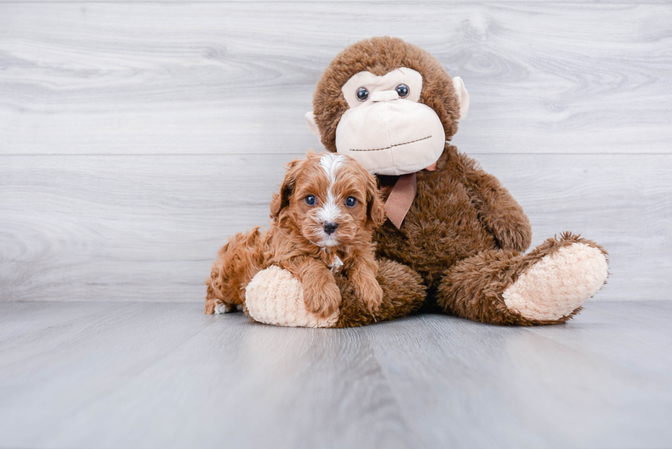 Little Cavoodle Poodle Mix Puppy