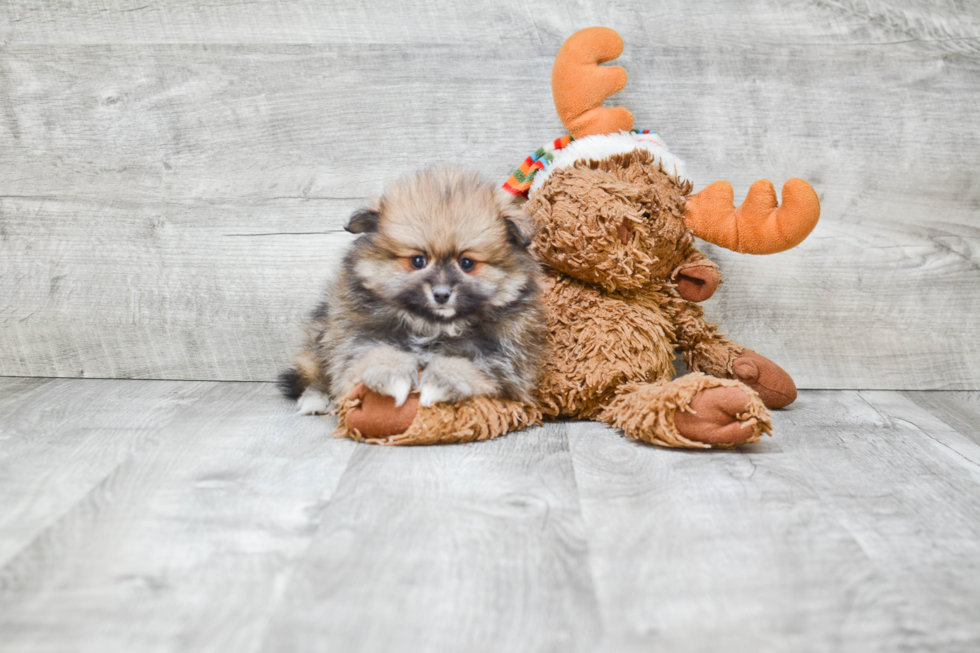 Adorable Pomeranian Purebred Puppy