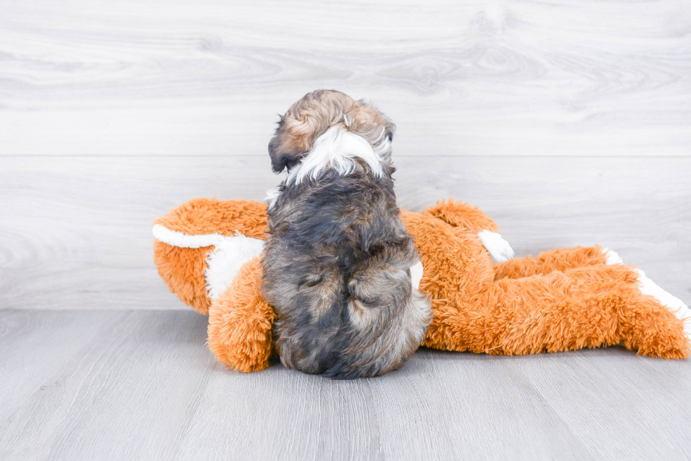 Hypoallergenic Havanese Purebred Pup