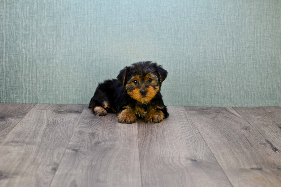 Meet Snickers - our Yorkshire Terrier Puppy Photo 