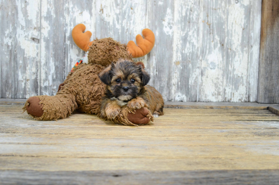 Funny Shorkie Designer Pup