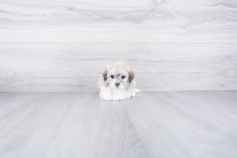 Havanese Pup Being Cute