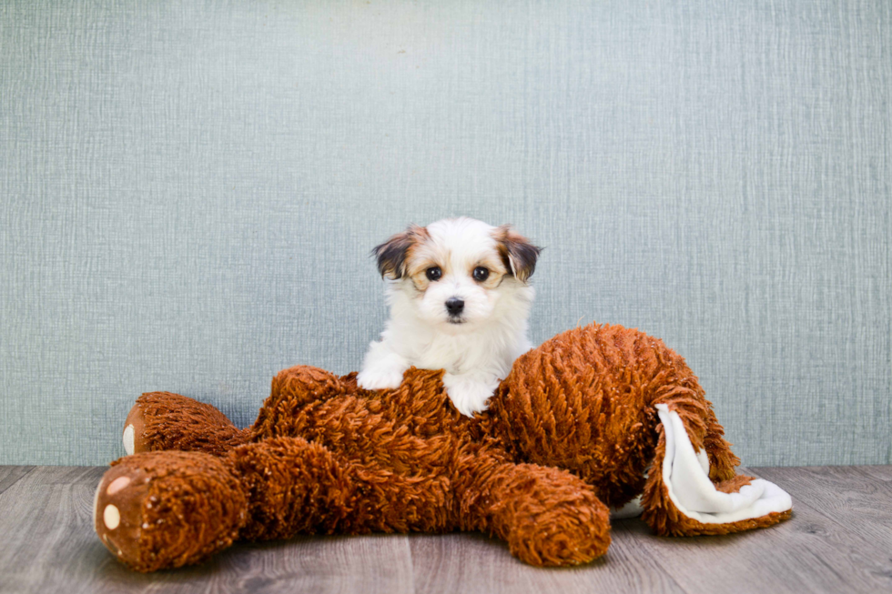 Best Morkie Baby