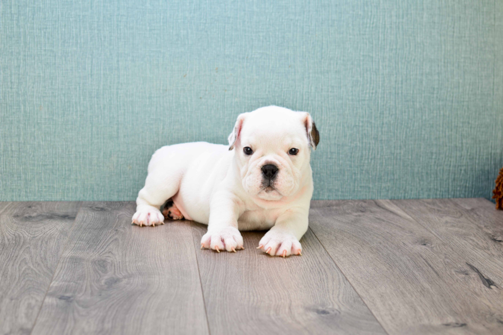 English Bulldog Puppy for Adoption