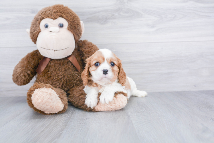 Adorable Cavalier King Charles Spaniel Purebred Puppy