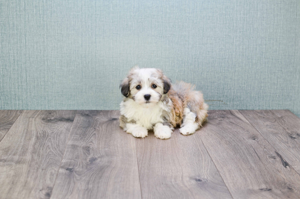 Little Havanese Purebred Pup