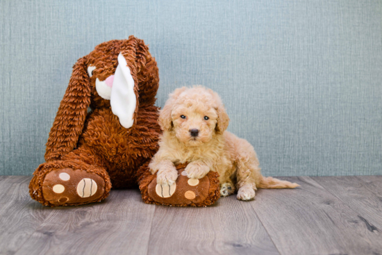 Popular Mini Goldendoodle Poodle Mix Pup