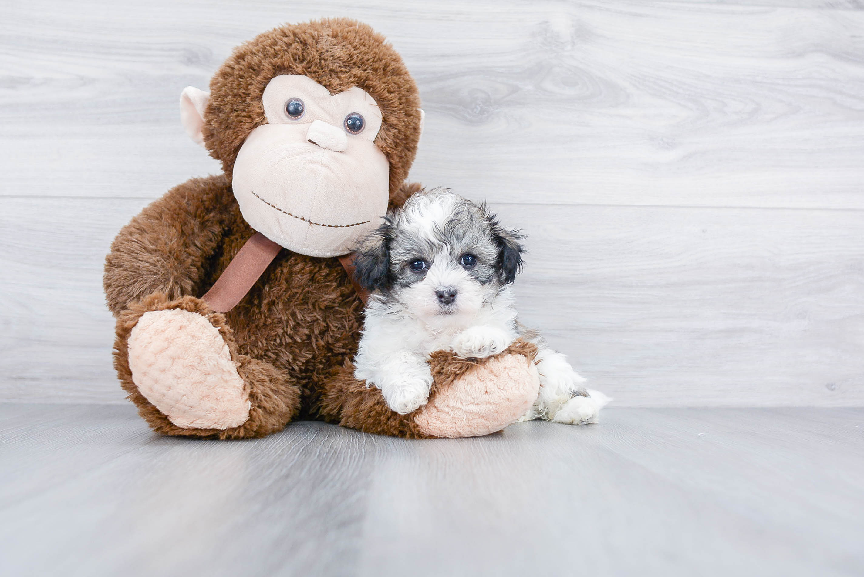 Smart Teddy Bear Designer Pup