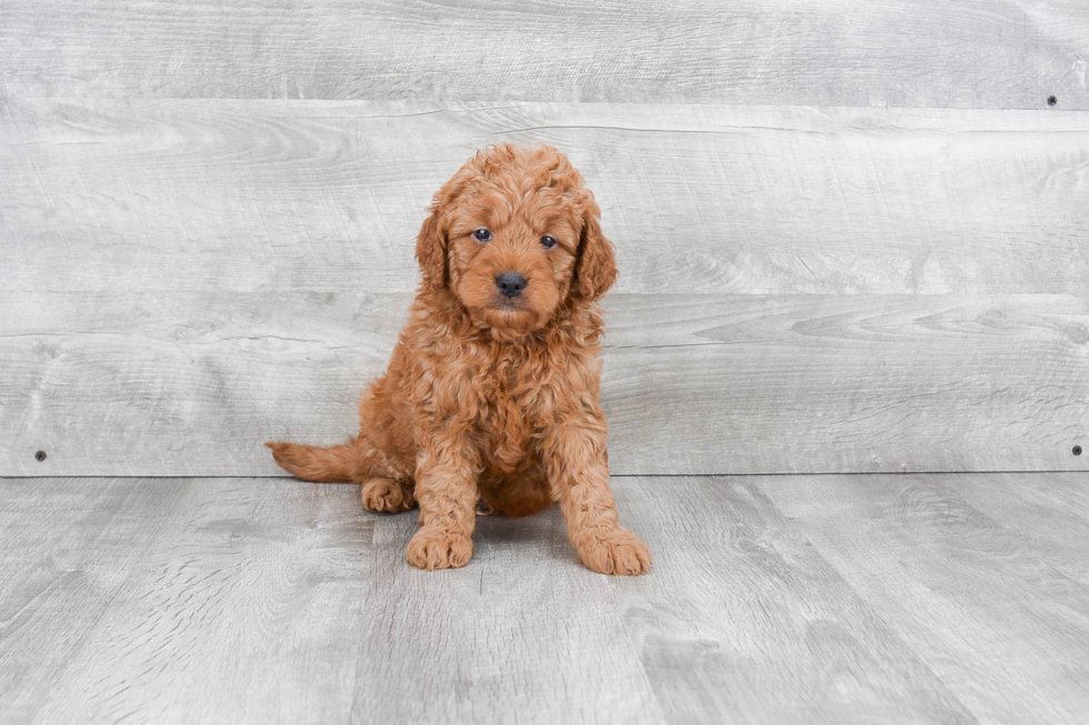 Mini Goldendoodle Puppy for Adoption