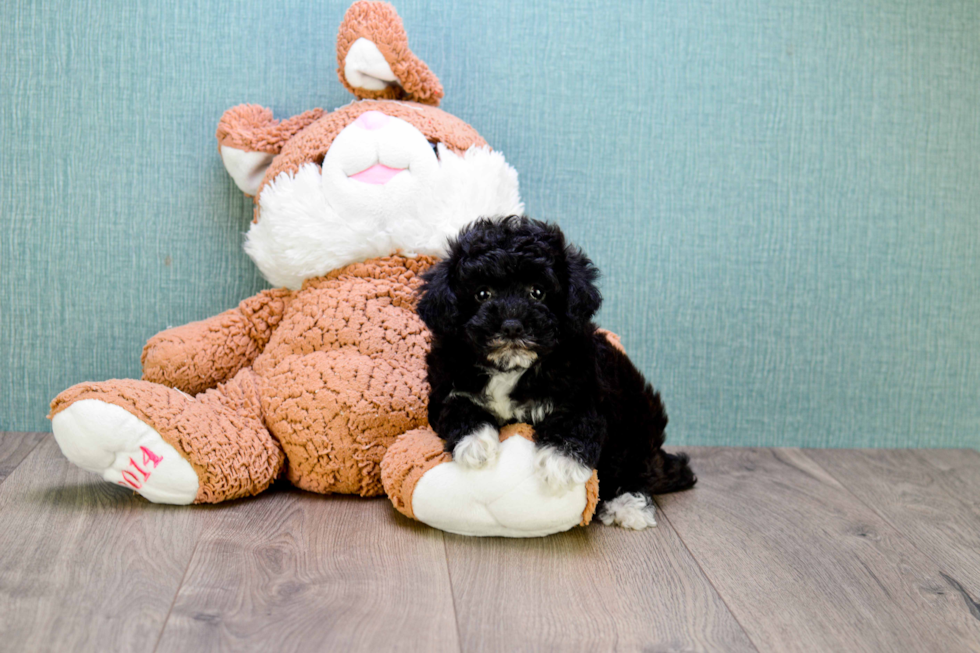 Popular Yorkie Poo Poodle Mix Pup