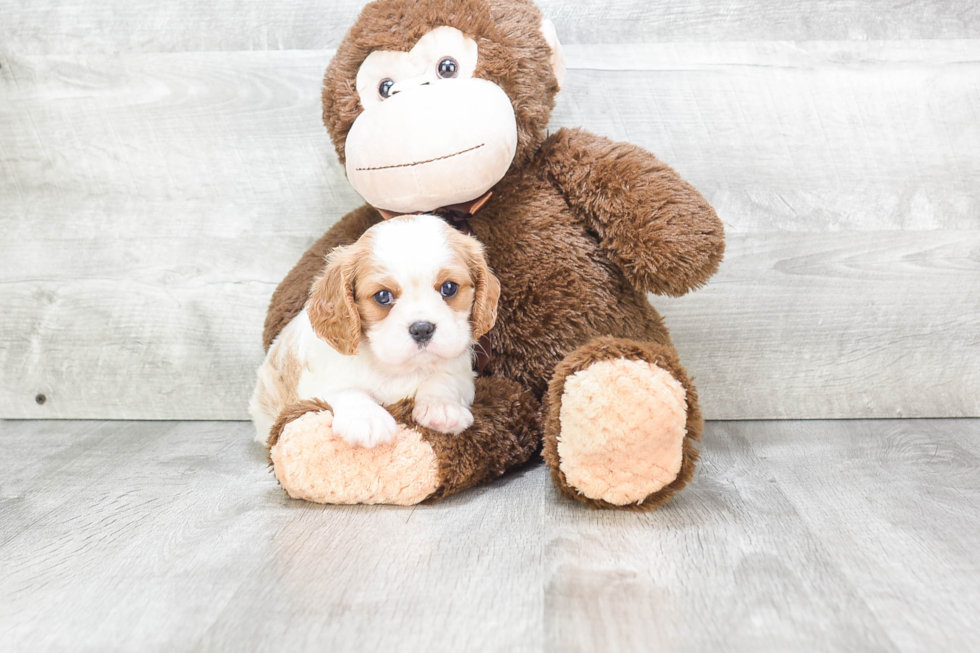 Cavalier King Charles Spaniel Pup Being Cute