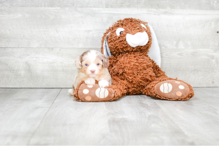 Mini Aussiedoodle Pup Being Cute