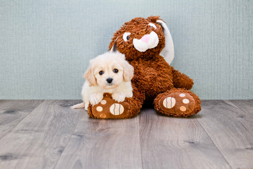 Cavachon Pup Being Cute