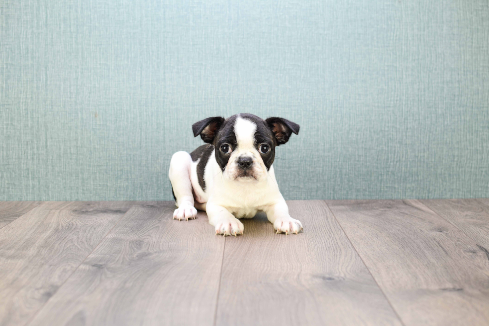 Boston Terrier Pup Being Cute