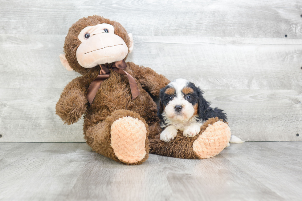 Small Mini Bernedoodle Baby