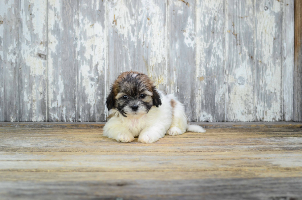 Popular Teddy Bear Designer Pup