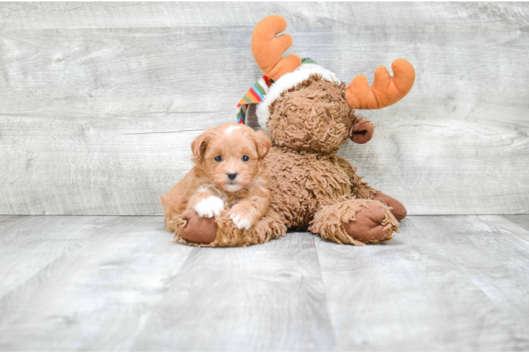 Teddy Bear Pup Being Cute