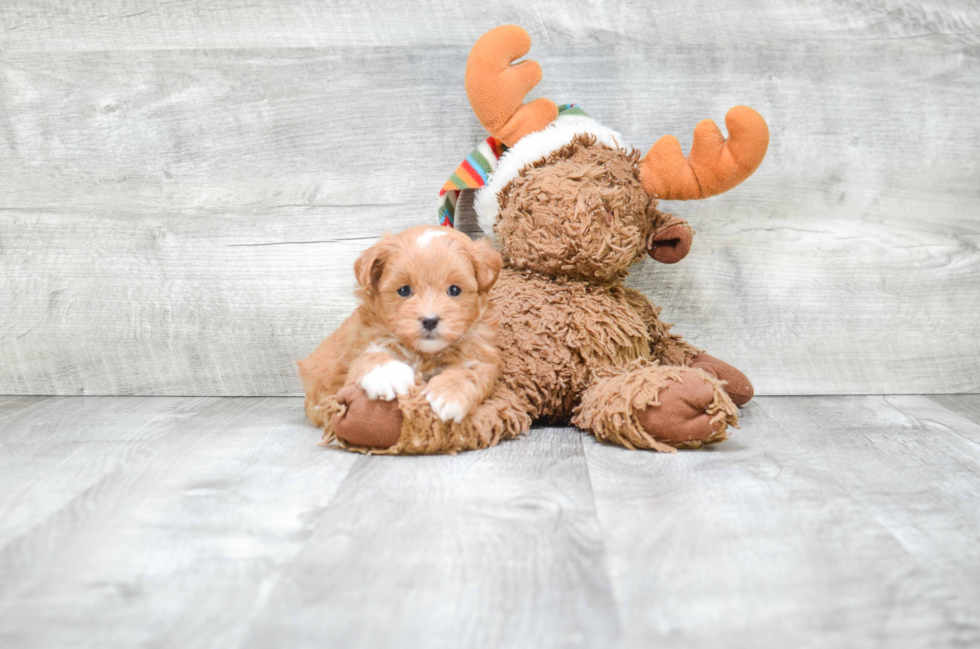 Teddy Bear Pup Being Cute