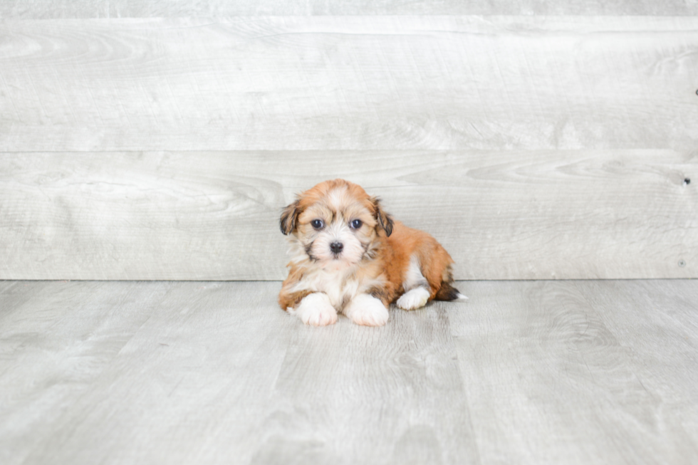 Best Havanese Baby