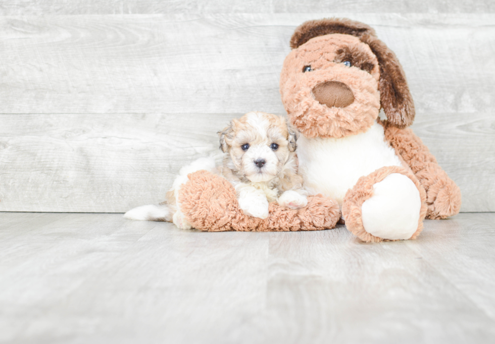 Best Havanese Baby