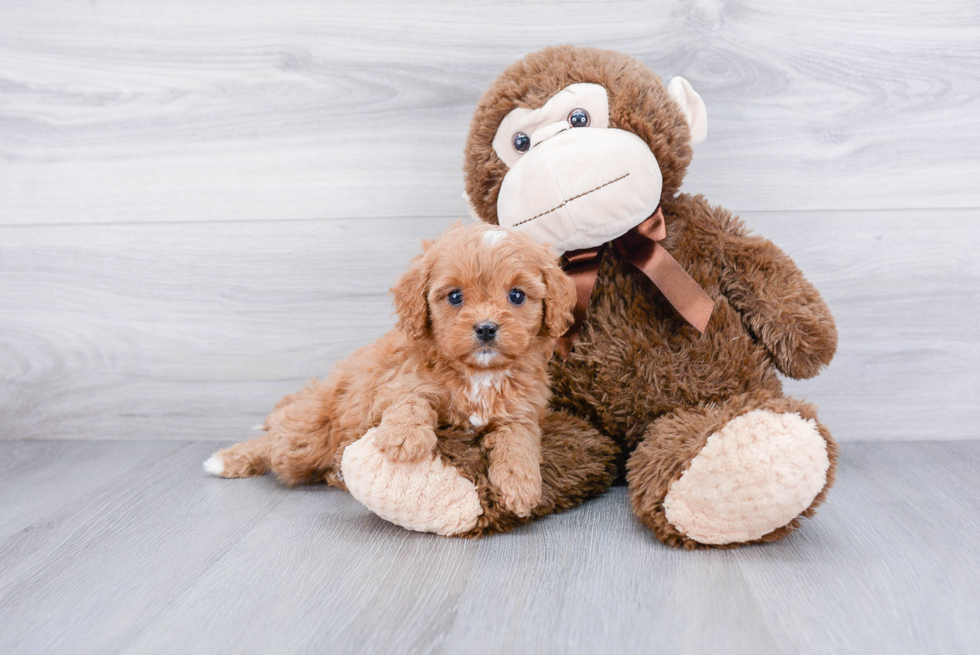 Cavapoo Pup Being Cute