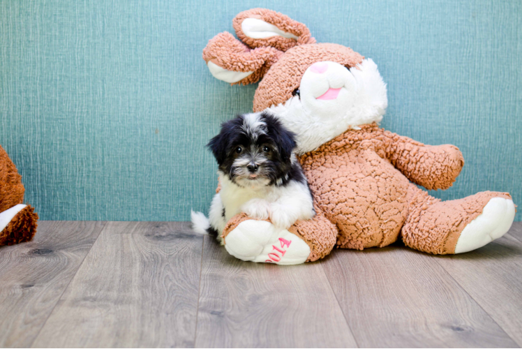 Best Havanese Baby