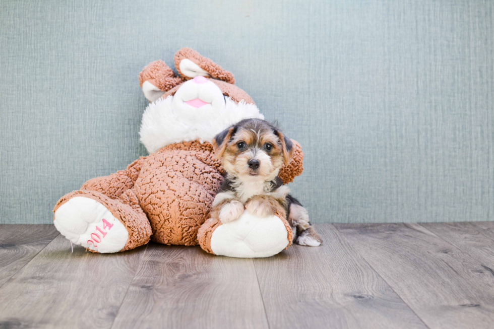 Happy Morkie Baby