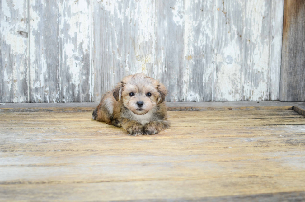 Cute Morkie Baby