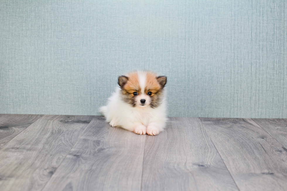 Best Pomeranian Baby