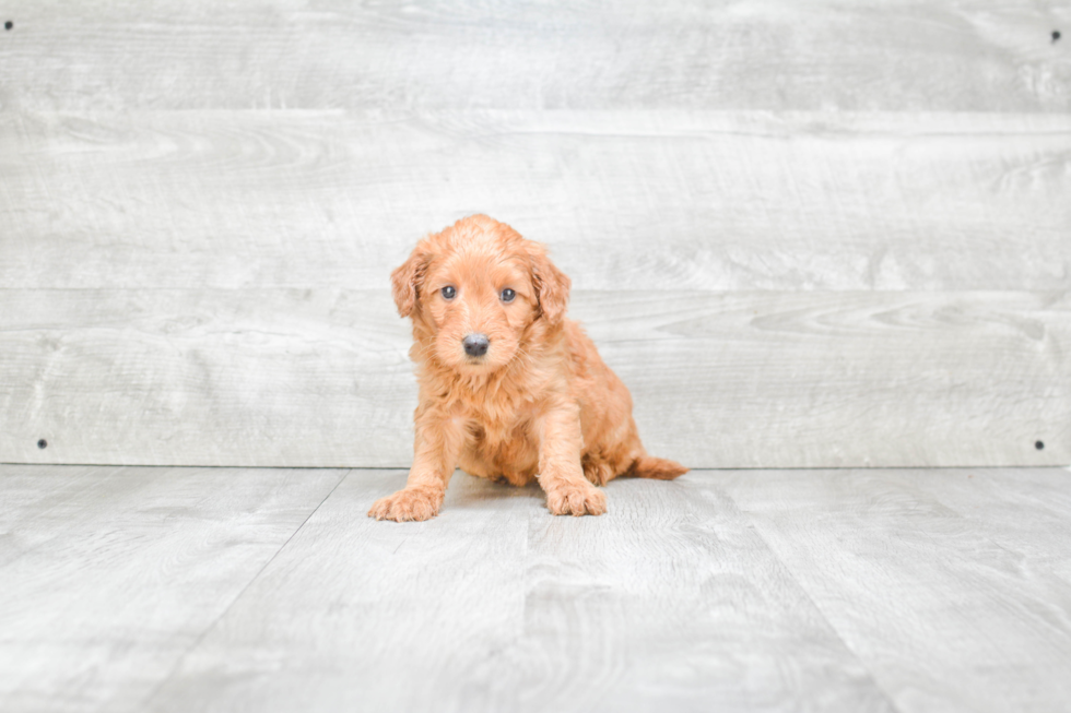 Energetic Golden Retriever Poodle Mix Puppy