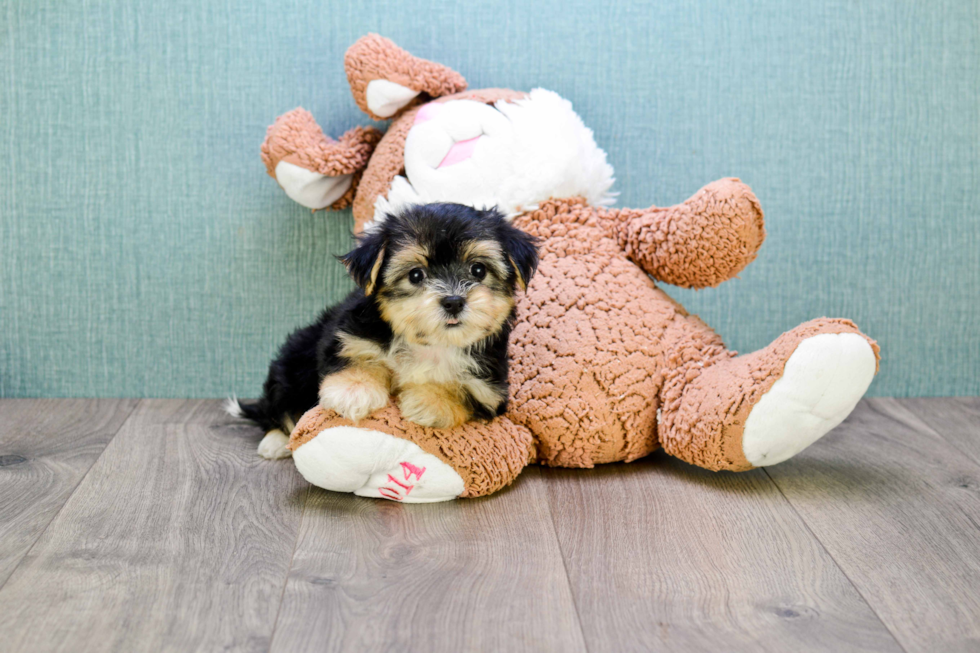 Morkie Puppy for Adoption