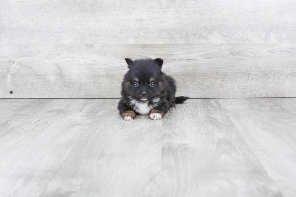 Friendly Pomeranian Purebred Pup