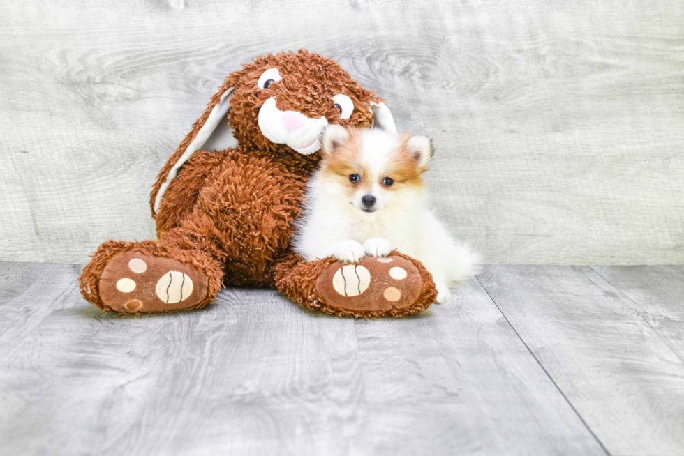 Cute Pomeranian Purebred Puppy