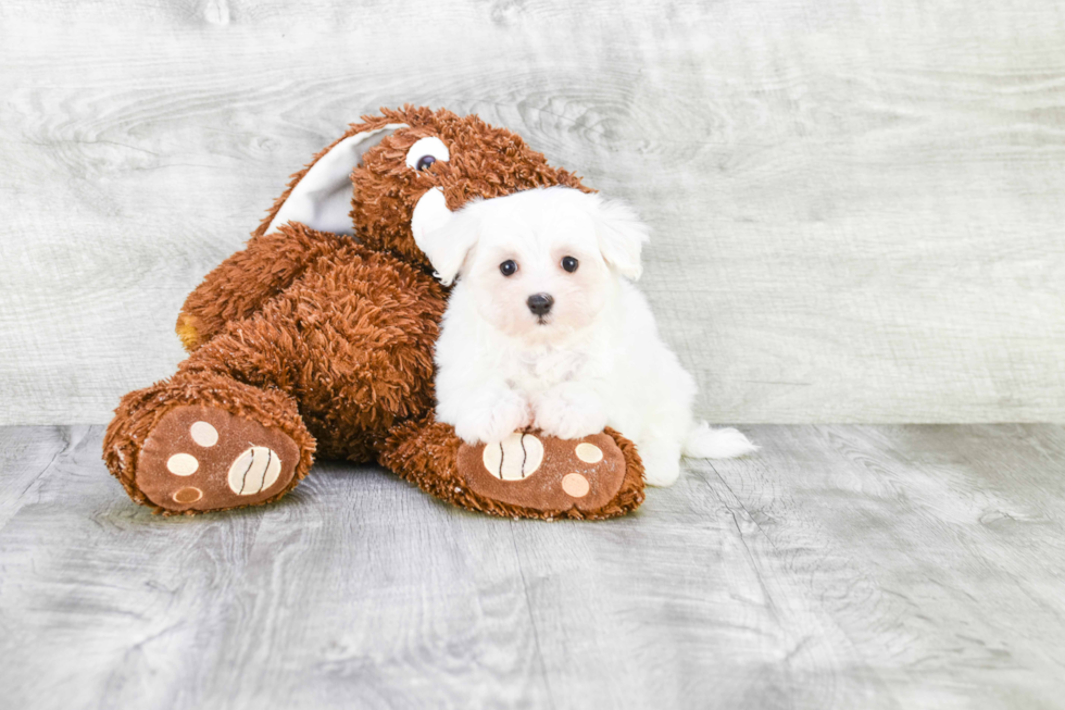 Hypoallergenic Maltese Baby