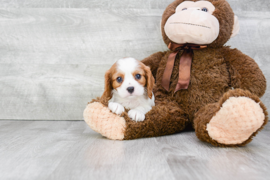 Cavalier King Charles Spaniel Puppy for Adoption