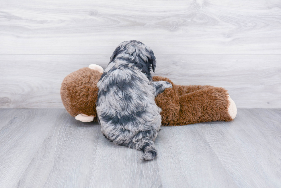 Energetic Golden Retriever Poodle Mix Puppy