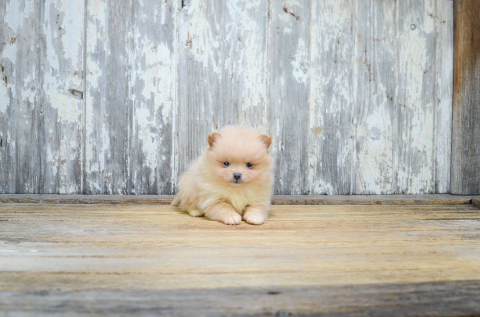 Pomeranian Puppy for Adoption