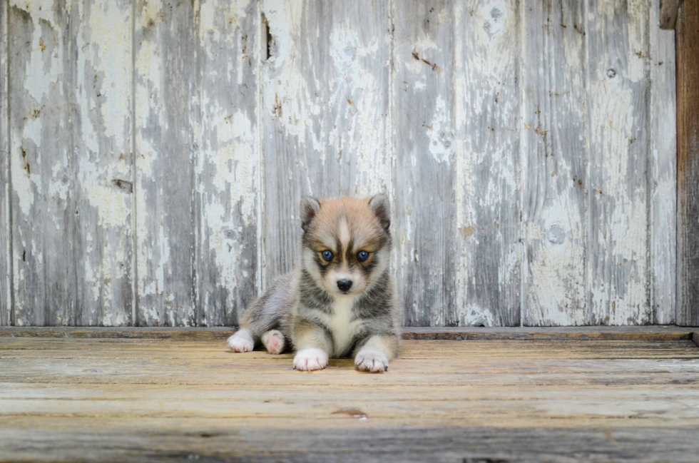 Adorable Mini Husky Designer Puppy