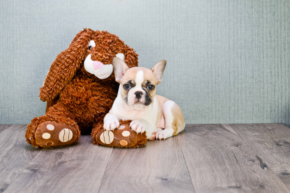 French Bulldog Pup Being Cute