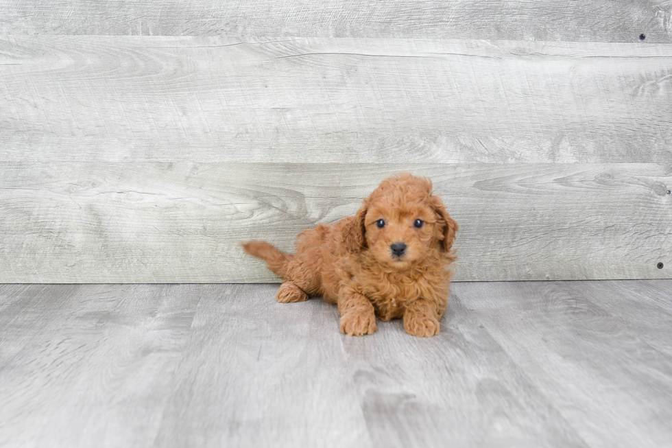 Best Cavapoo Baby