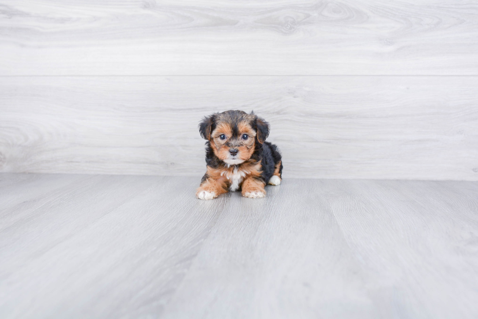 Yorkie Poo Pup Being Cute