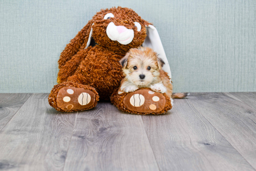 Adorable Yorkie Designer Puppy